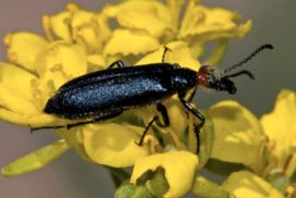 Black blister beetle on a yellowish flower