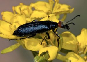 Black blister beetle on a yellowish flower