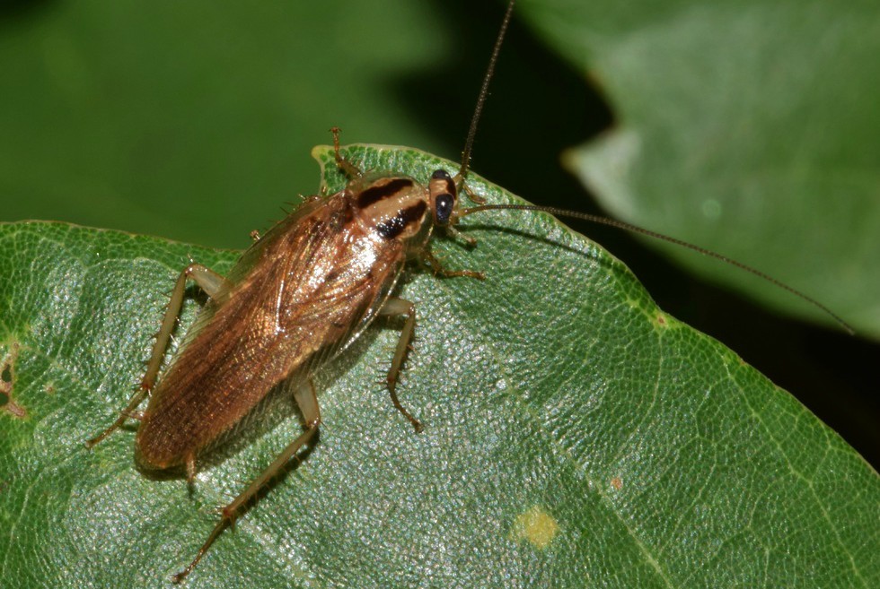 cockroach on a green leaf.