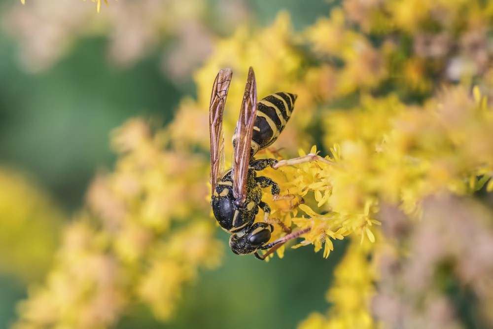 Digger wasp on a yellow flower