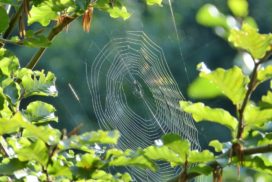 spider web in a bush