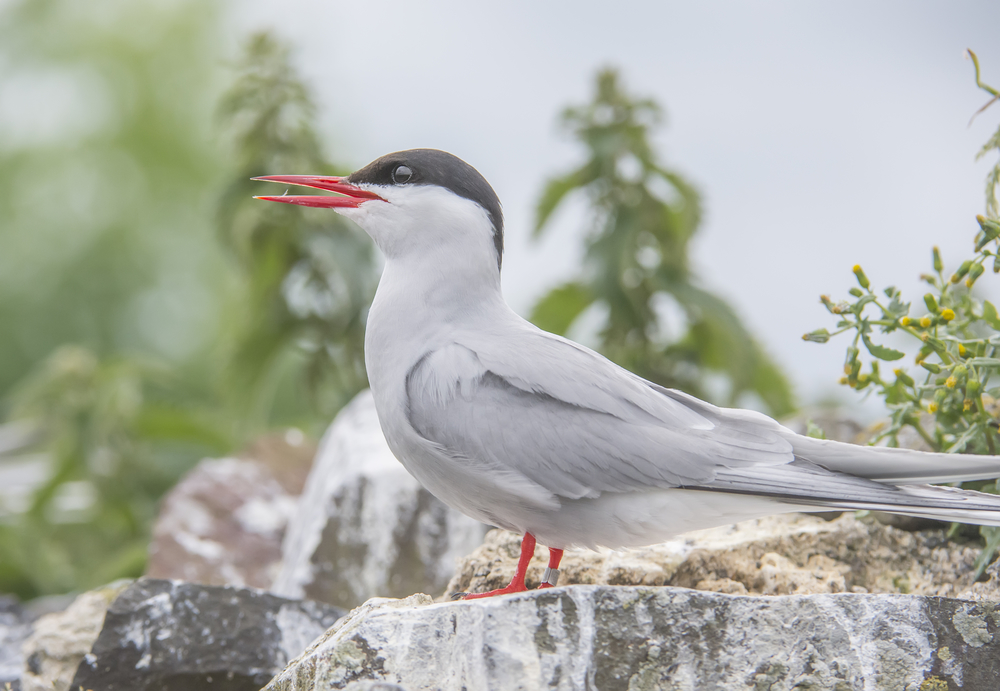Arctic tern, Sterna paradisaea, standing on a rock squawking, close up
