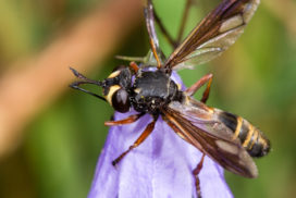 Conopid flies lay eggs in humble bees. They eat them bit by bit from inside after they hatch.