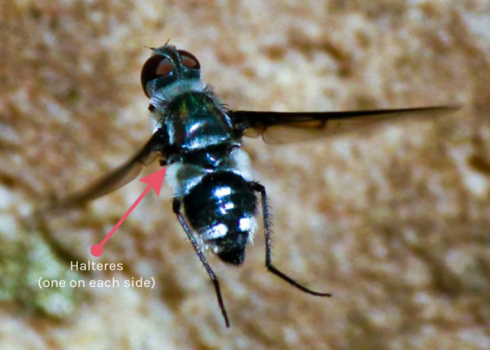 A fliy in flight exposing its halteres.