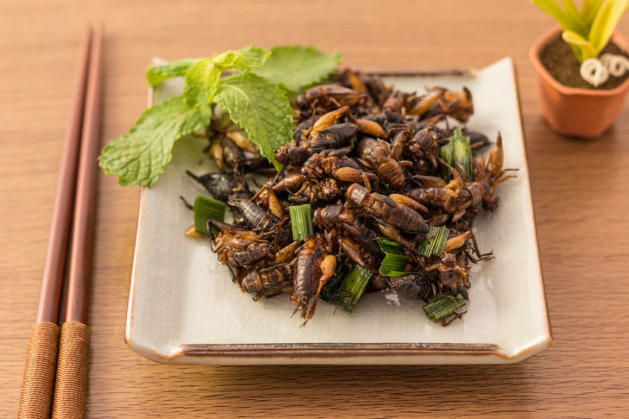 Fried Cricket Thailand Zala Hub