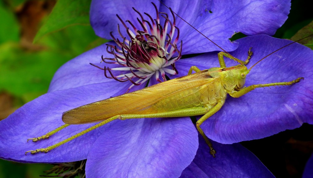 Grasshopper on a blue flower in the wild. Grasshoppers are among the edible insects in Africa an Asia.