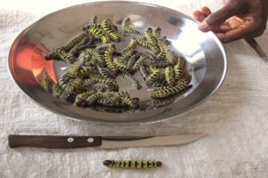 Ngala edible caterpillars in a frying pan.