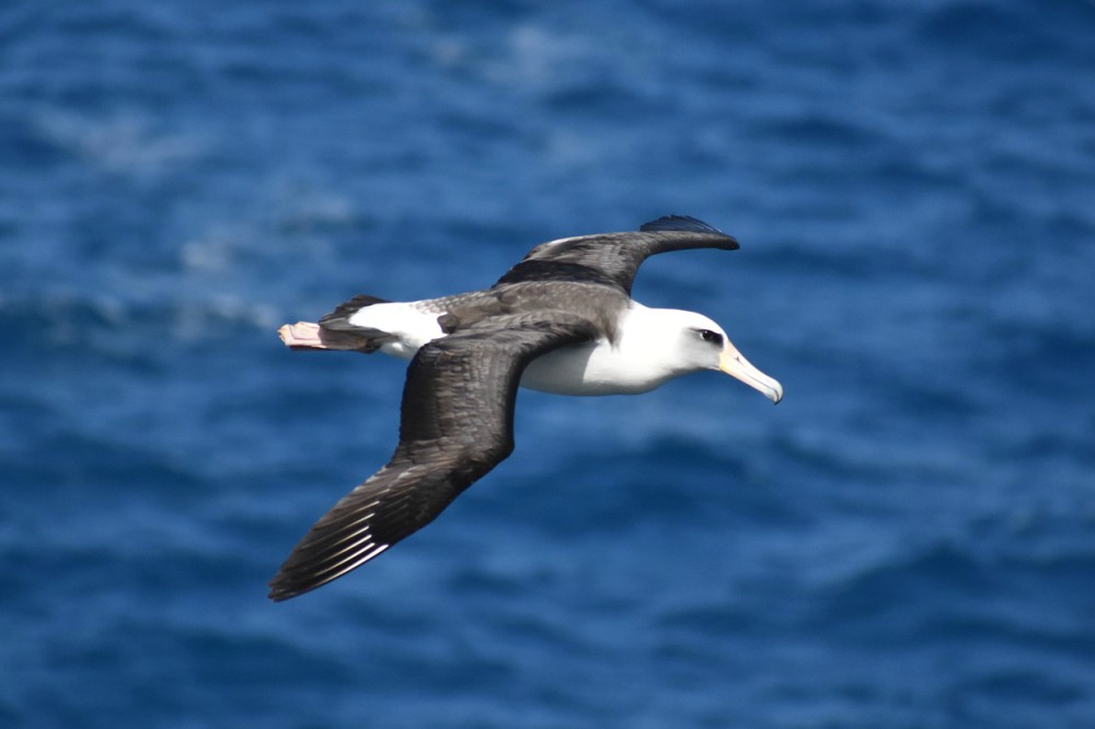 Albatrosses in the air over the ocean.