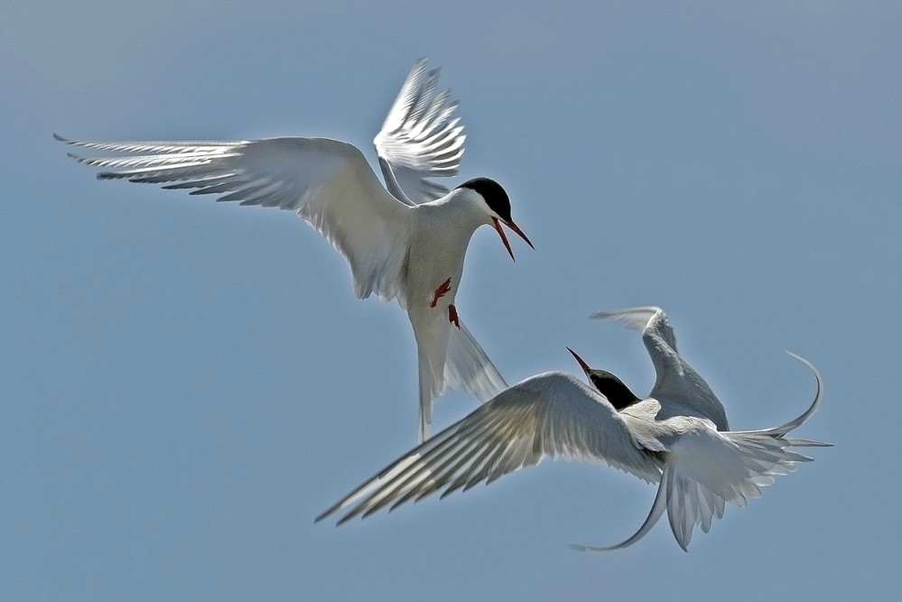 Arctic terns in mid-air, doing manovours.
