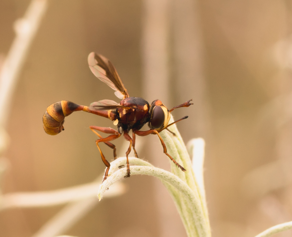 Macro of a thick-headed fly sitting on foliage.