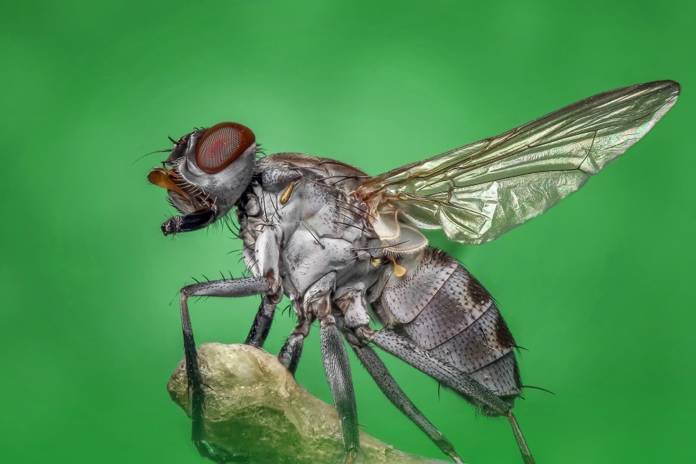 Housefly taking off against a greenish background.