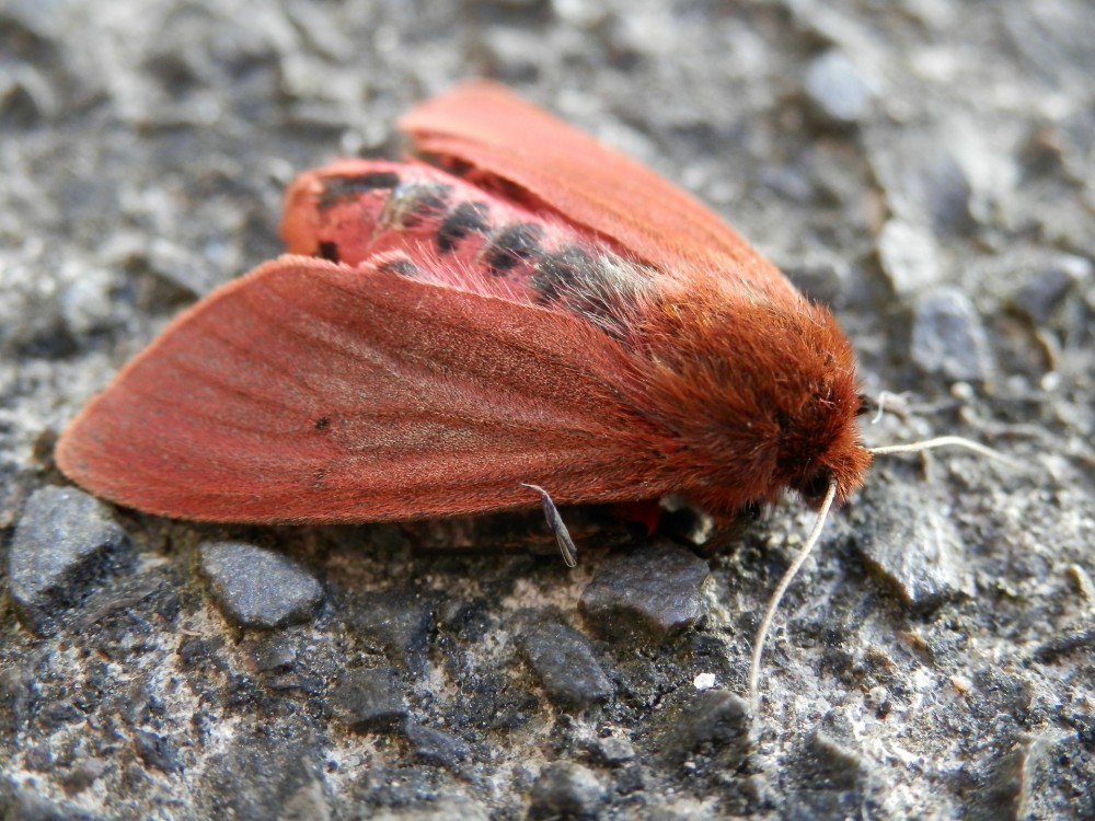 Moth fallen on the ground.