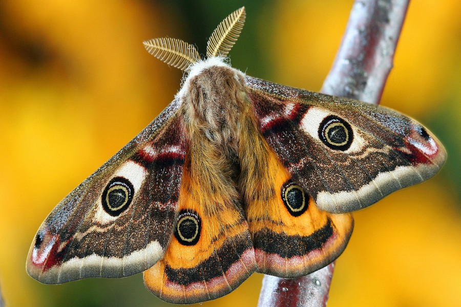 moth 3a