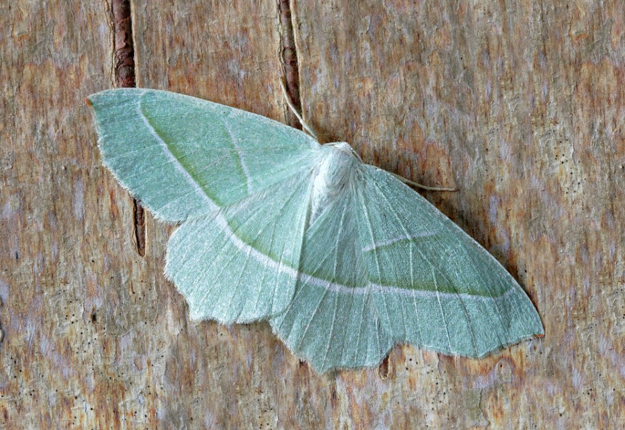 moth