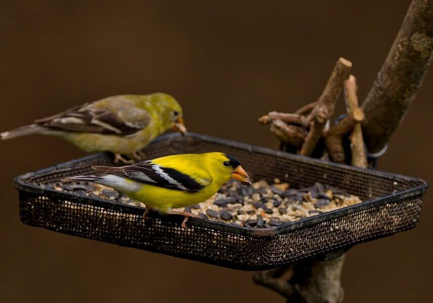 American Goldfinch (spinus tristis) adult male at a bird feeder. You can be able to watch birds in your backyard by positioning a bird feeder in a position where you can view it from your window.