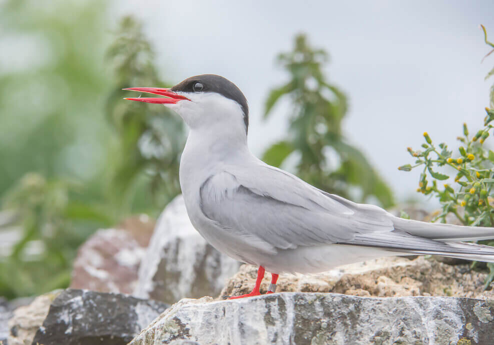 Arctic tern, Sterna paradisaea, standing on a rock squawking, close up