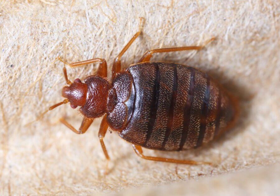 Bedbugs are small wingless insects measuring 4-5mm long and 1.3-2mm wide. They suck and feed on human blood, especially at night when people go to bed.