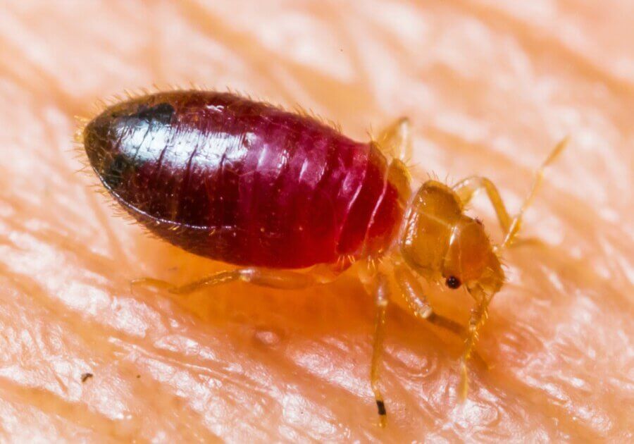 Bedbugs suck and feed on human blood, especially at night when they go to bed.