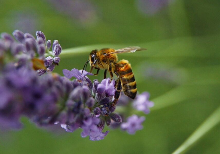 A field bee has to visit 1,000 to 1,500 individual florets to collect enough honey to fill the honey sac.