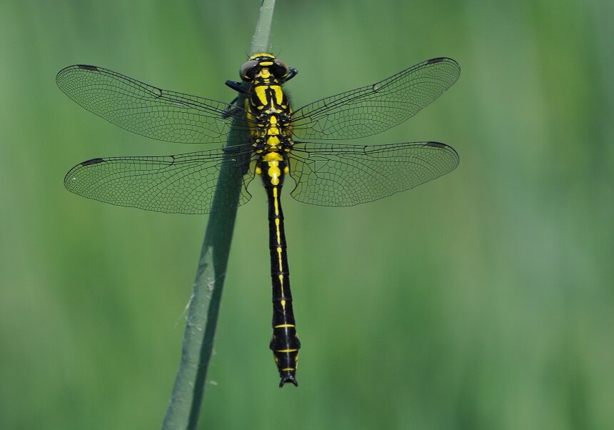 Black-darter