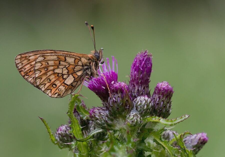 the Bog fritillary butterfly, a butterfly of the Nymphalidae family,