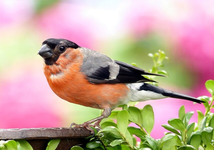 Colorful in appearance, the Bullfinch can be seen on hedges, gardens and park-lands feeding on buds and fruits.