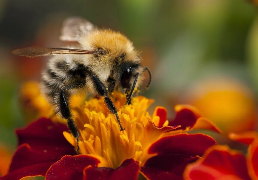 Bumble bee on a red flower