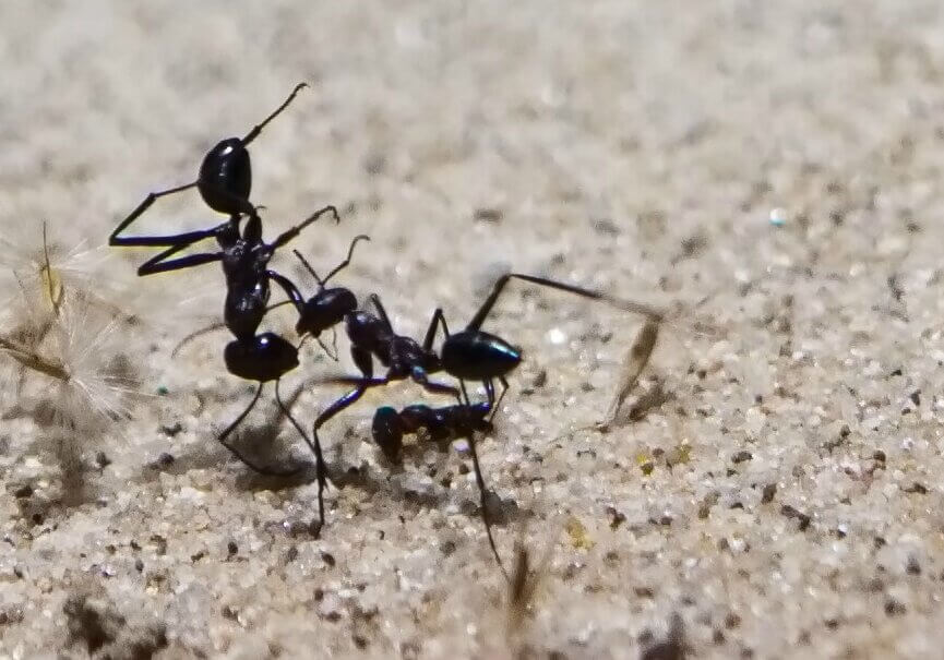 Cataglyphis fortis ant on sand.