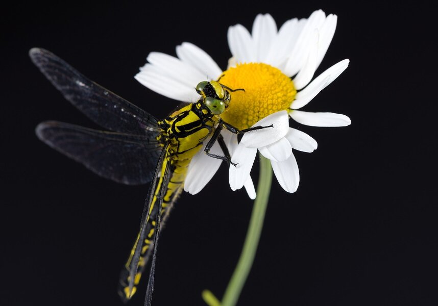 Clubtails on a white flower.