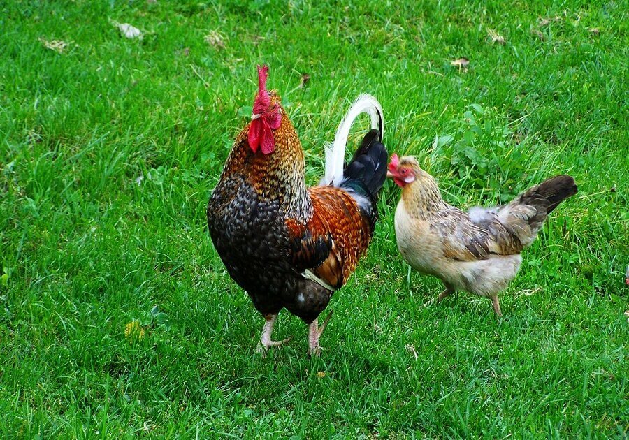 fter the warning, other fowls react immediately, albeit in different ways, depending on whether the threat is from above or it is ground-based.