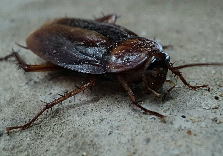 Cockroach on a cement floor.