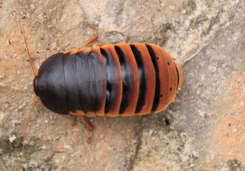 wingless cockroach