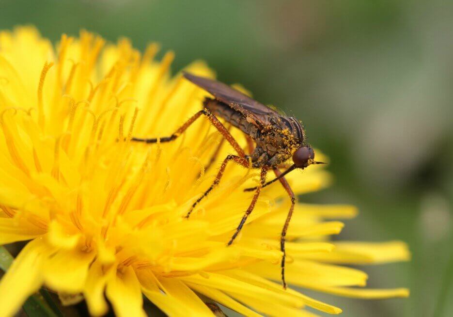 Dance fly on flower