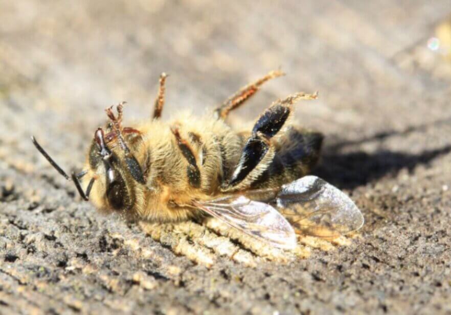 A dead bee on the ground