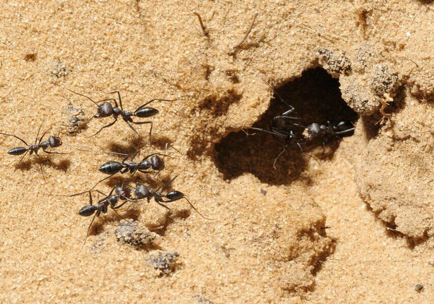 Desert ants leaving and returning to the nest.