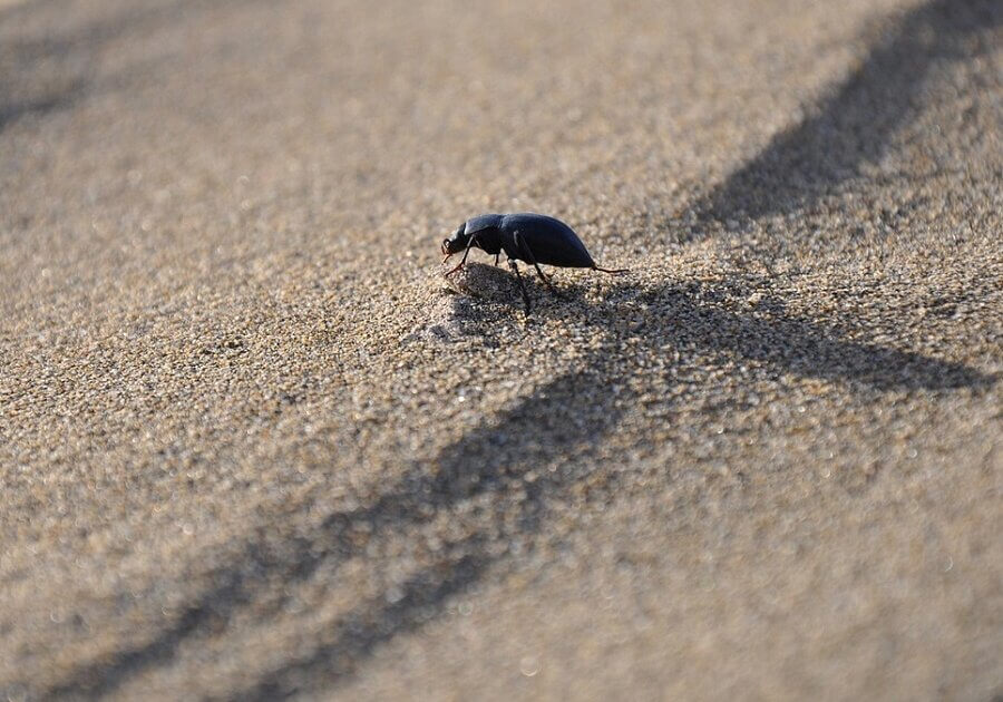 The Namib beetle uses a finely tuned water processing system to collect water from the air that is the envy of water engineers.