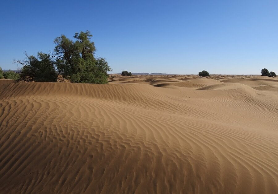 Ants in deserts srvive by producing substances called heat shock proteins to prevent excessive heat from damaging their body proteins.