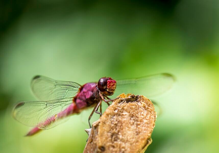 Dragonflies come in many colors: red, green, blue, bright greenish-yellow, metallic blue, among many.