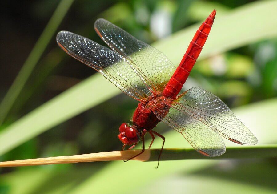 Currently, known species of dragonflies are 5,000 hut more are being documented.