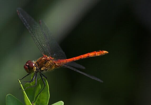 Most species of dragon flies live in the tropics with fewer in temperate regions.