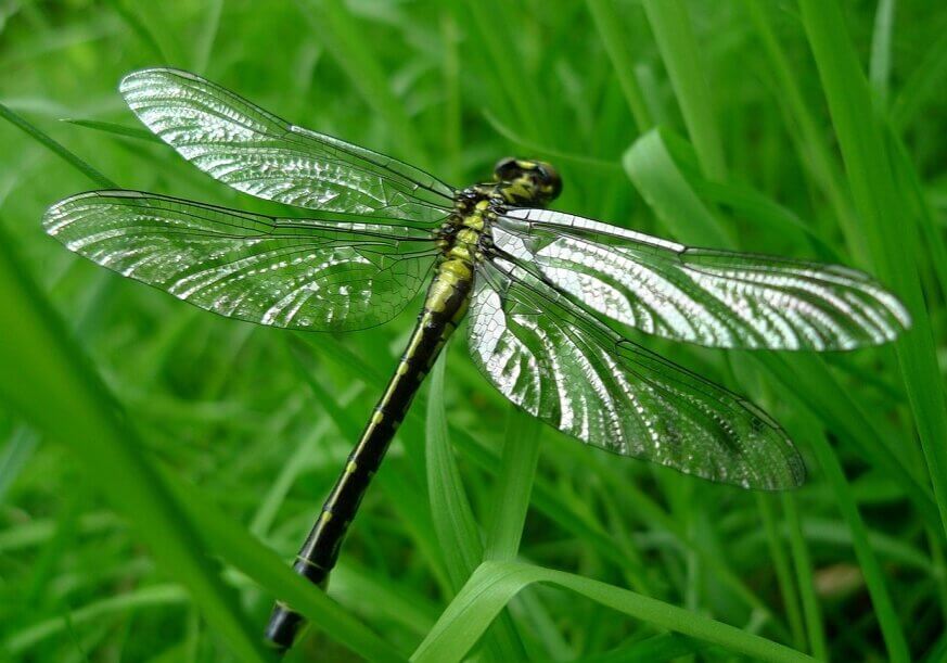 There are an estimated 6,500 species of dragonflies scattered around the world.