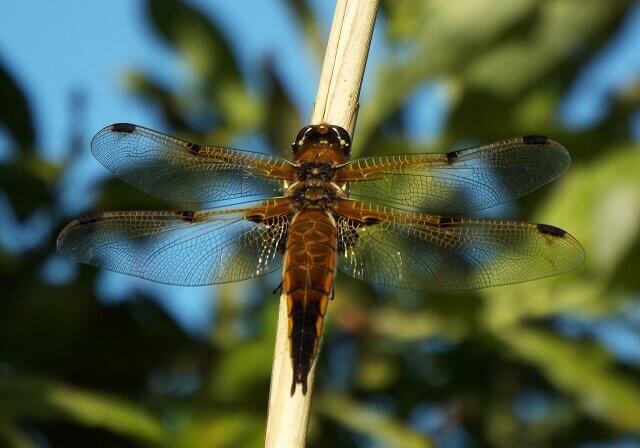 Some dragonflies mate with different species, creating even more varieties.