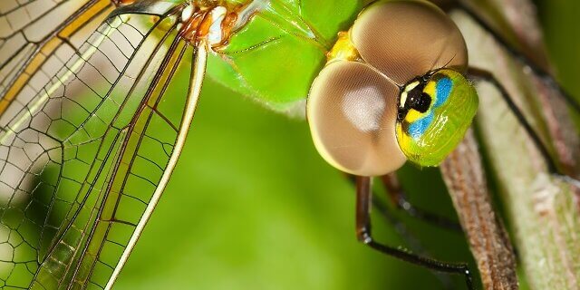 Dragonflies do not pollute the environment