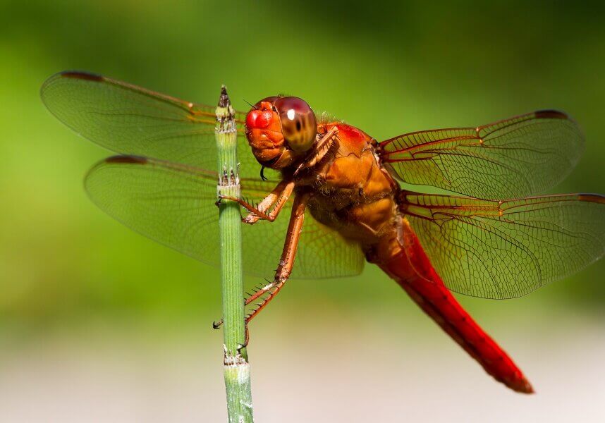 The amazing design of a dragonfly. in all its glory.