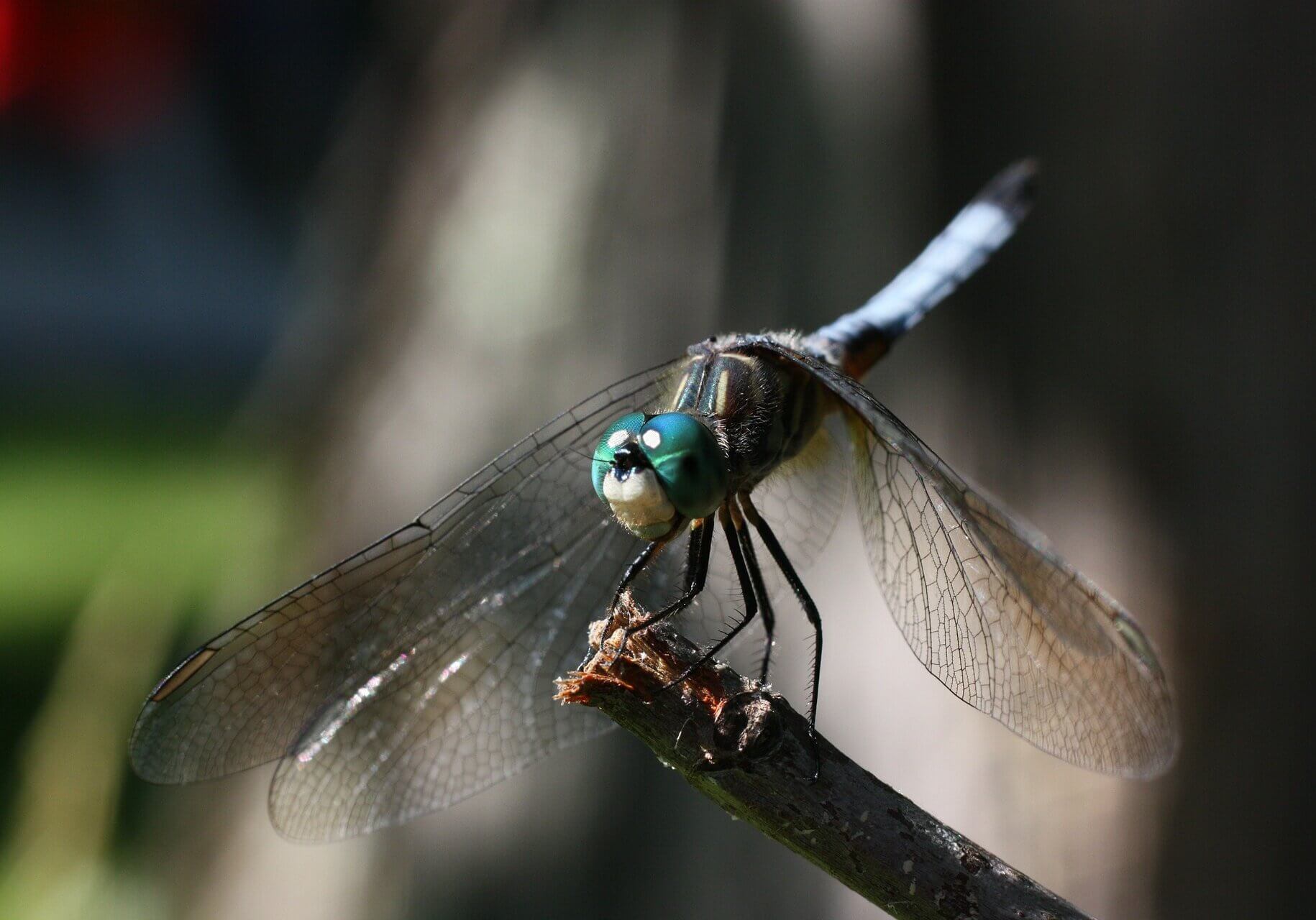Dragonflies thrive in pools found in deserts and on mountains.