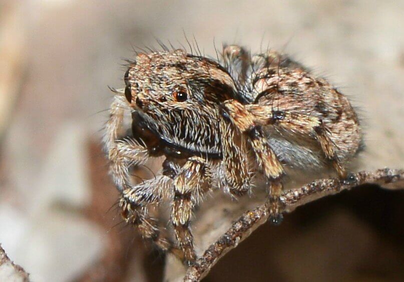 female peacock spider on a piece of dry wood