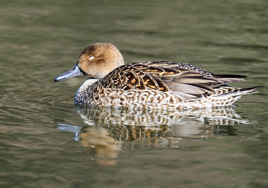 Female Northern Pintail (Anasacuta) in deep sleep. Under risky circumstances, birds sleep with one eye open.