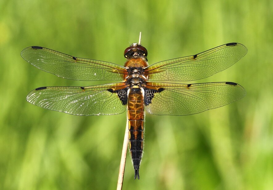 Four-spotted-chaser