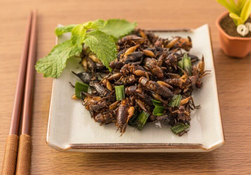Fried cricket, Thailand. FAO estimates that humanity eats at least 527 different types of insects of which you can find 200 in Thailand. There are 36 countries across Africa, 23 the in Americas and 29 in Asia where people enjoy the many-legged critters.