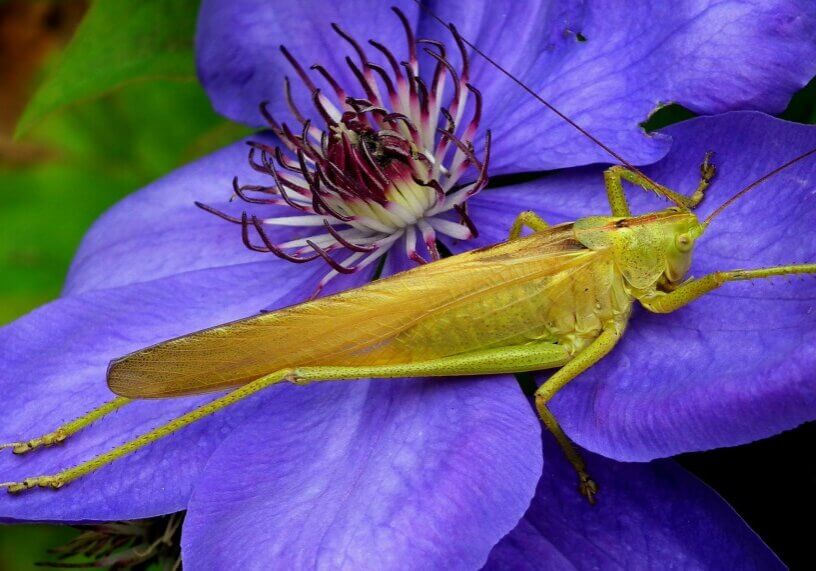 Grasshopper on a blue flower in the wild. Grasshoppers are among the edible insects in Africa an Asia.